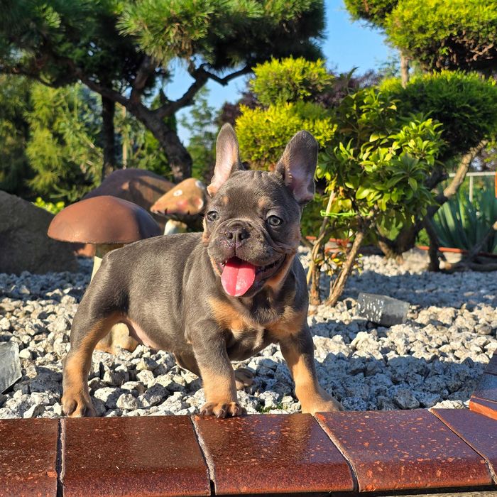Buldog Francuski śliczny Blue Tan piesek