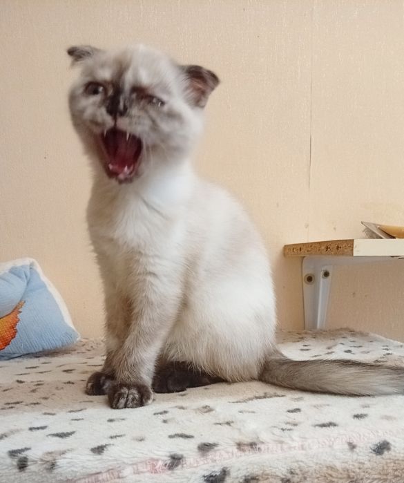 Чудові кошенята. Хлопчики і дівчатка