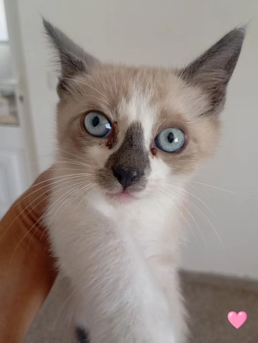 Gatos bebés para adoção