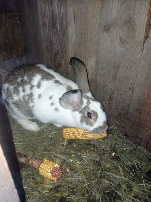 Кролі різного віку