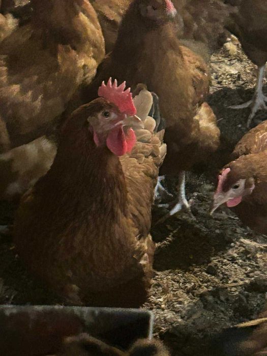 Kury młode z jajkiem z wolnego wybiegu ! Nioski zdrowe od hodowcy !!