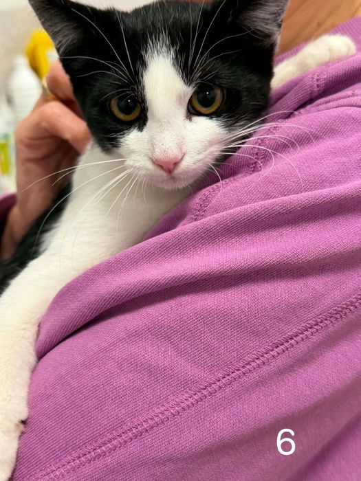 Kocia rodzinka poleca się do adopcji