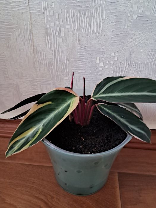 Кімнатна квітка Строманта