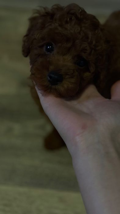 Кукляш Toy poodle, насыщенно темный Red Brown, Китай