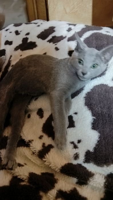 Kot Rosyjski Niebieski FPL