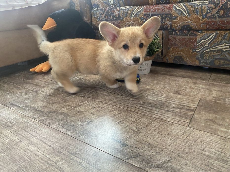 Продам девочку Корги