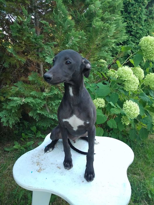 Chart Angielski Whippet