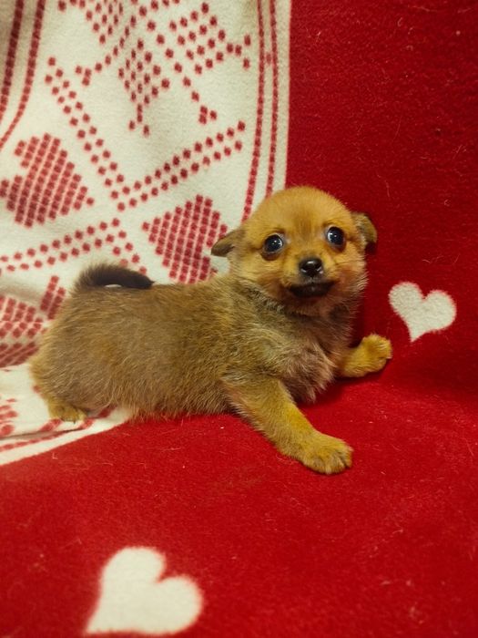 Дівчинка Той тер'єр.