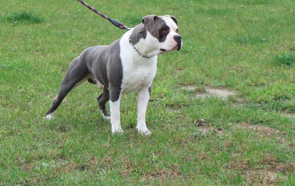 American stafordschire terrier
