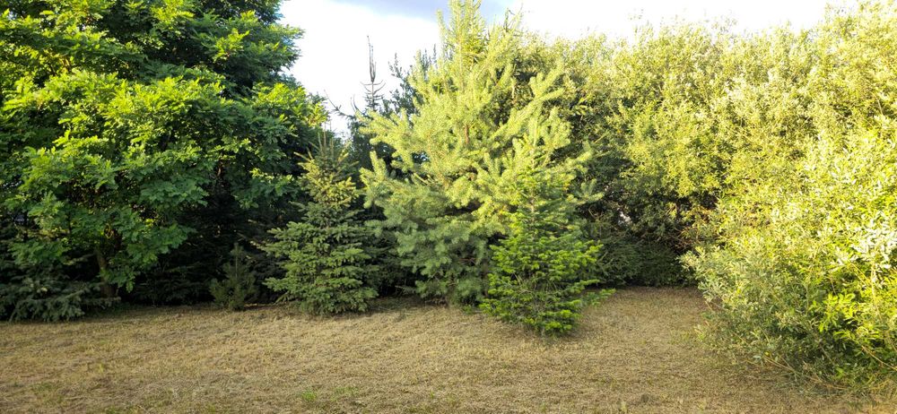 DZIAŁKA BUDOWLANA  1200 m², SZEWCE ,2km od WROCŁAWIA plan MPZP/ Autobus czerwony