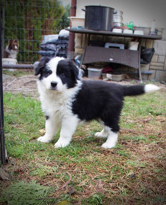 Piesek border collie linia show gotowy do odbioru