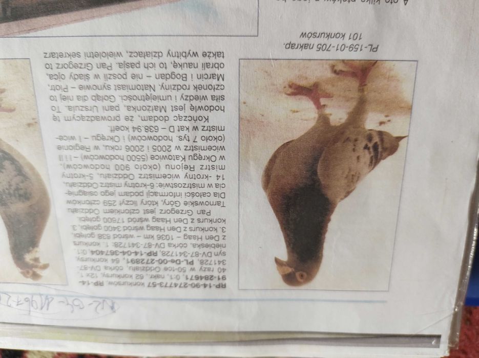 golebie pocztowe mlode 25 rok OKAZJA