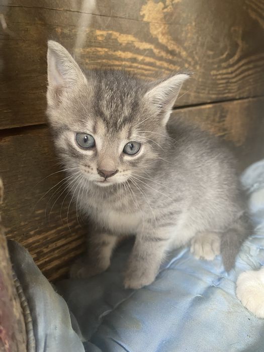 Котенята чекають на родину!!!