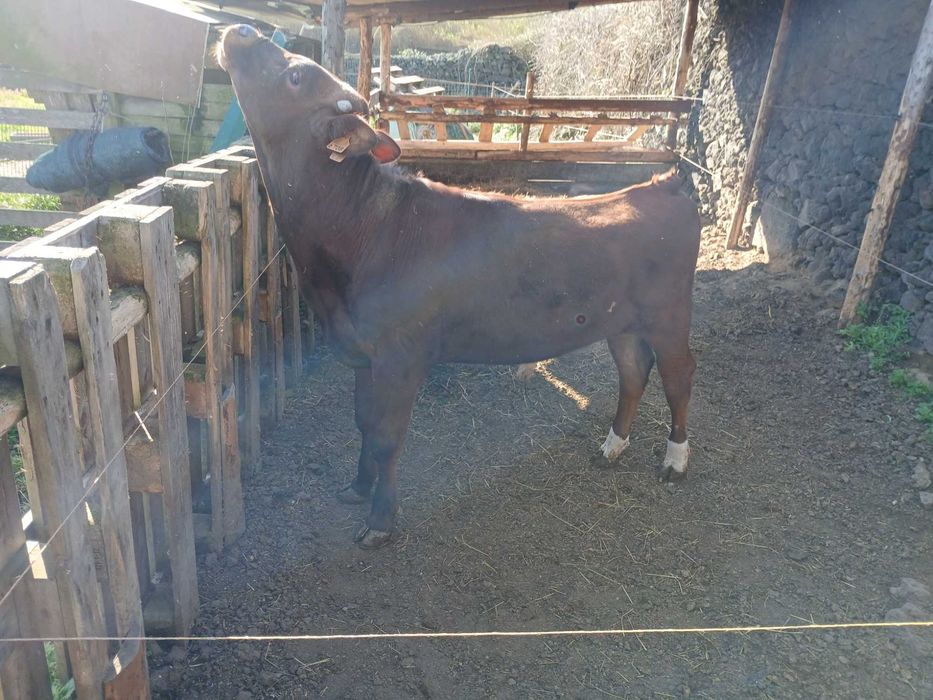 Macho cruzado de carne