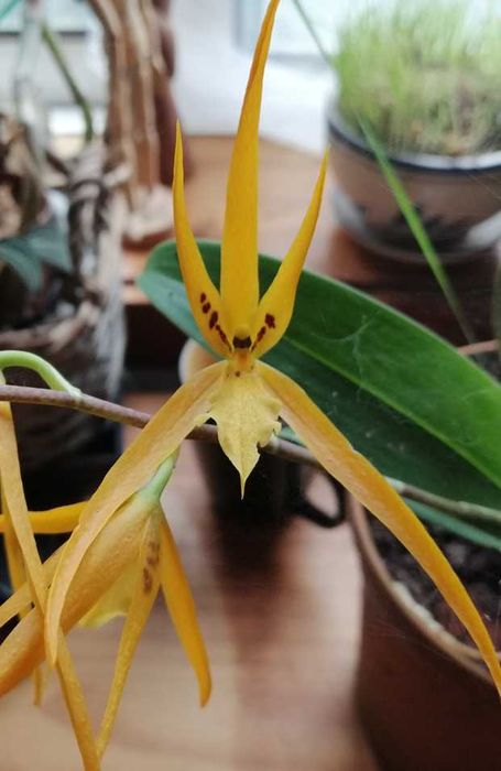 Brassia caudata,  orquídea aranha