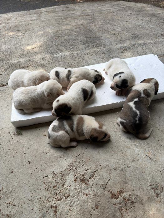 bebés da raça Cão de Gado Transmontano