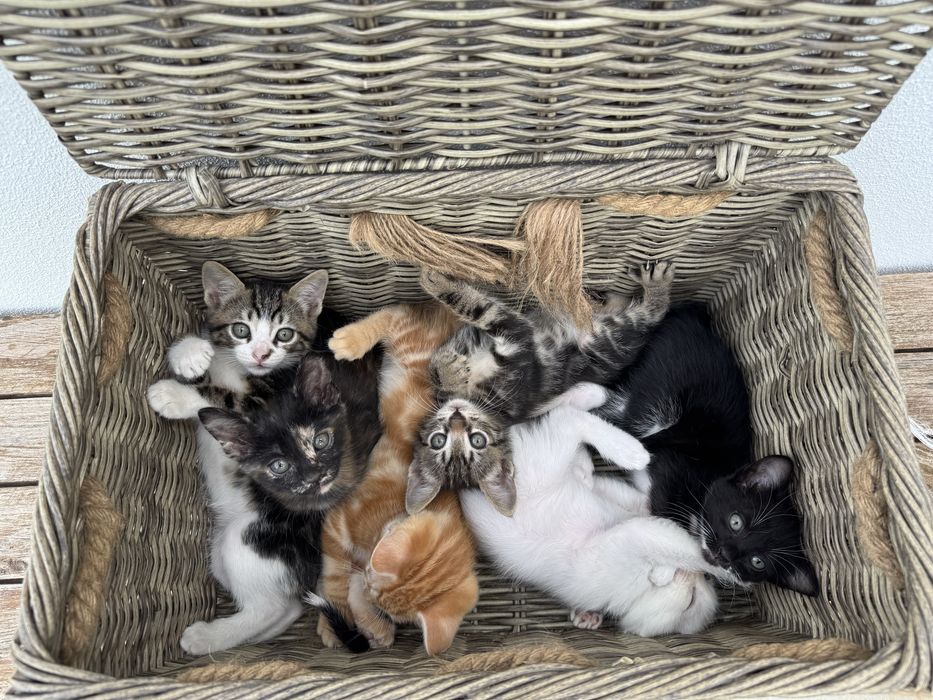 Gatinhos para Adoção