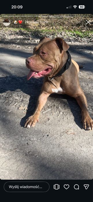 Oddam pitbulla red nose