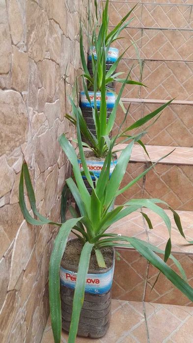 Dragoeiros (Dracaena Draco)