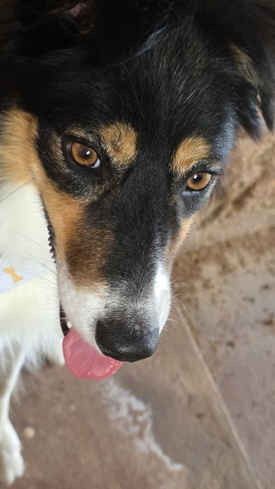 Border Collie tricolor fêmea