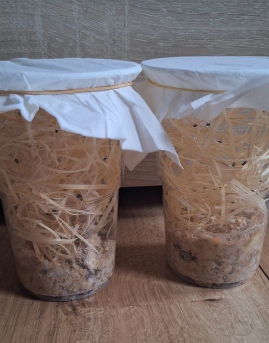 muszki owocówki - nieloty