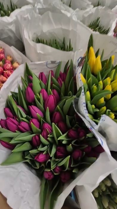 Тюльпан ОПТ 30грн Миколаїв