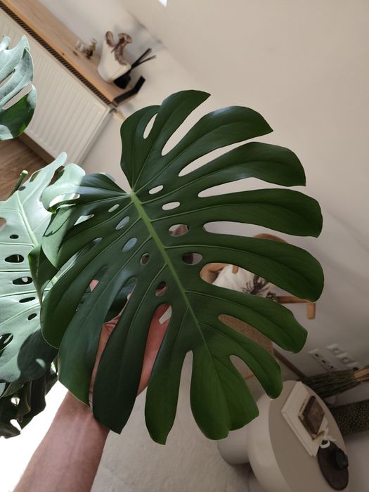 Duża, gęsta Monstera Deliciosa