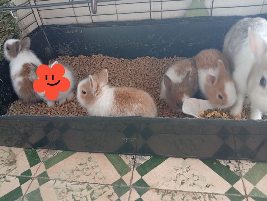 Coelhos anões pf leia a discrição