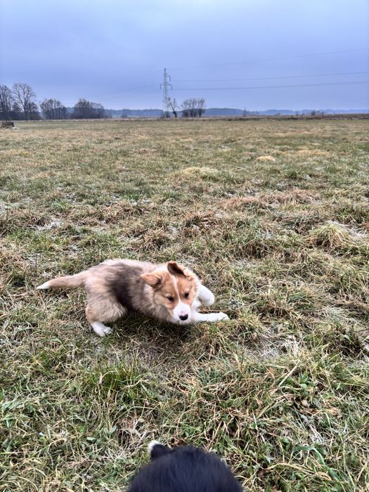 szczeniak border collie