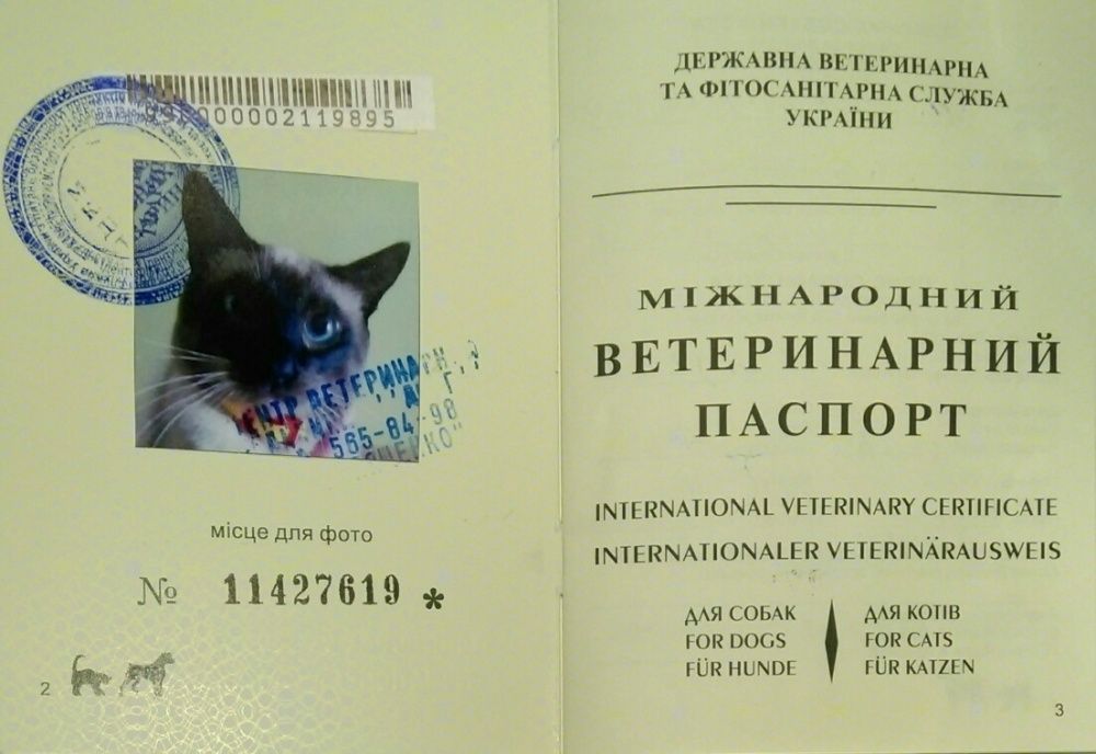 Вязка тайского кота