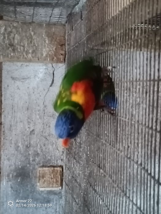 Casal de Loris Molucanos Reprodutores