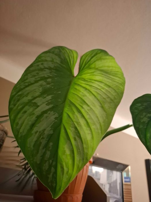 Philodendron Mamei