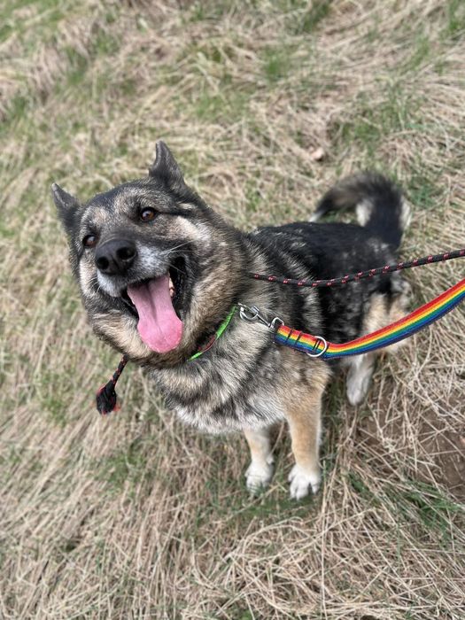 Puszysta, aktywna i inteligentna Kara w typie owczarka