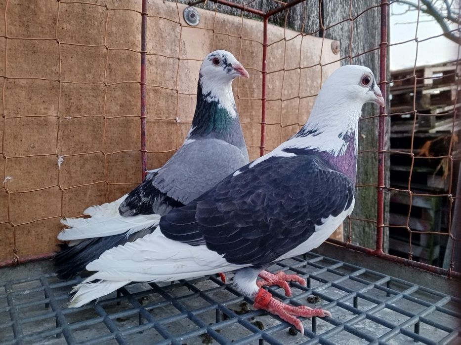 Gołębie pocztowe para pstre ptaki gołębie ozdobne