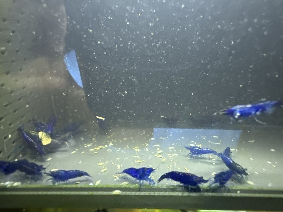 26szt blue velvet krewetek neocaridina