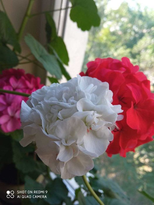 герань, пеларгония белая, красная, коралловая, розовая  лимонная