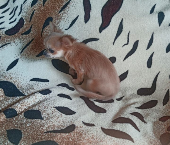 Эксклюзивная длинношерстная очаровашка