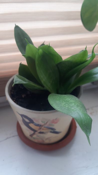 Продам гарні вазонки