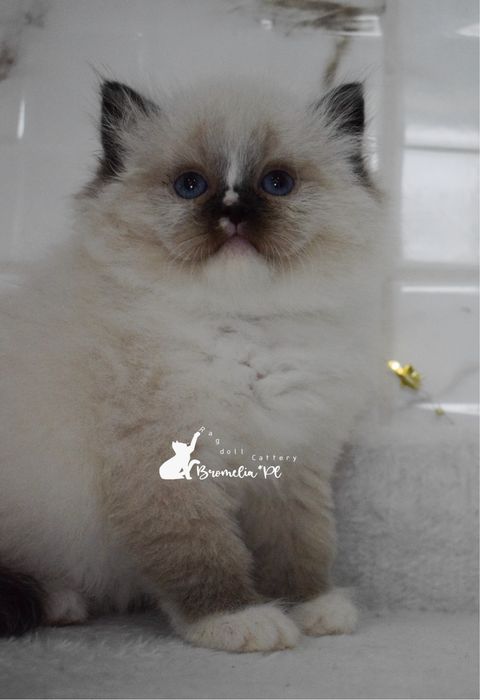 Ragdoll kocurek seal mitted