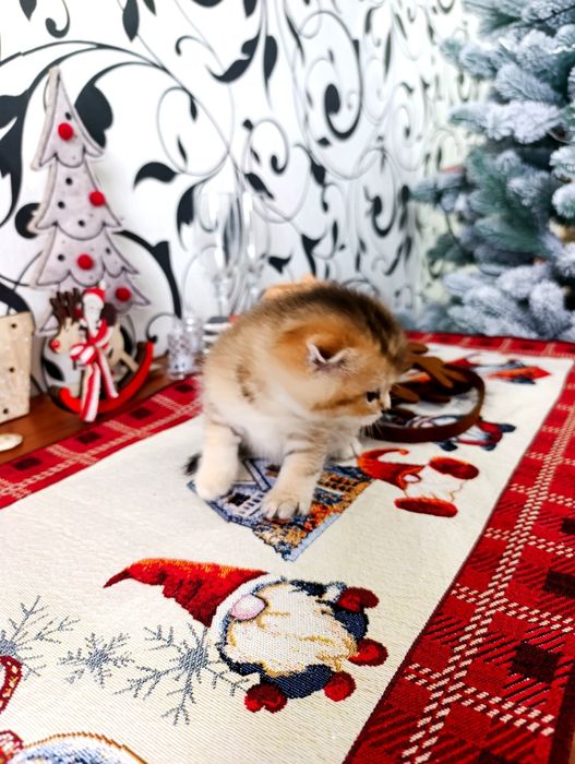 Продається Дівчинка Золота Шиншила