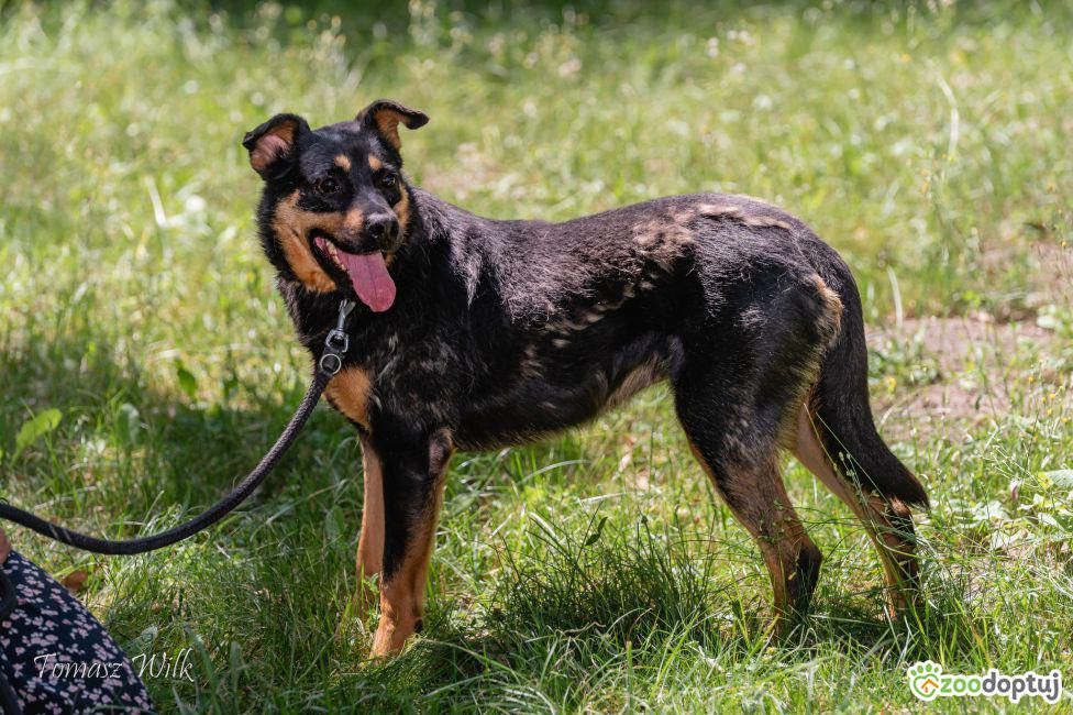 Gacek - nieśmiały psiak szuka domu