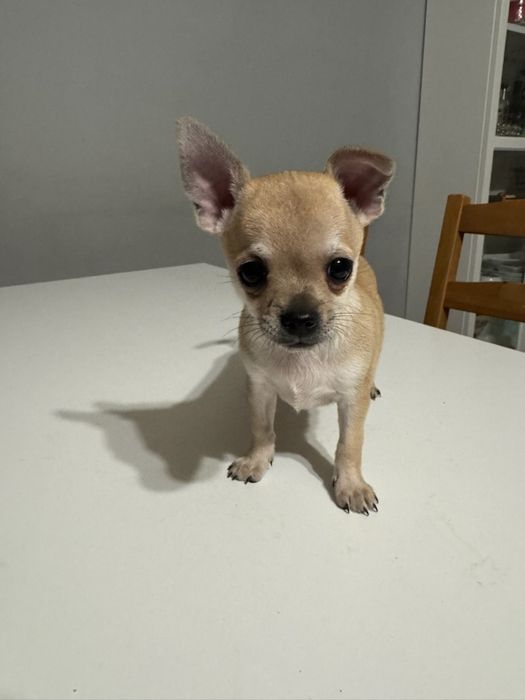 Chihuahua krótkowłosy piesek