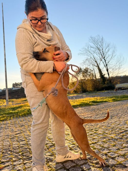 Cadelinha raçada de pitbull para adopção