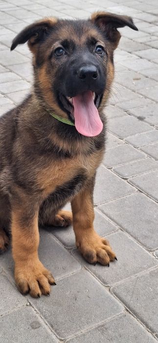 Хлопчик німецька вівчарка