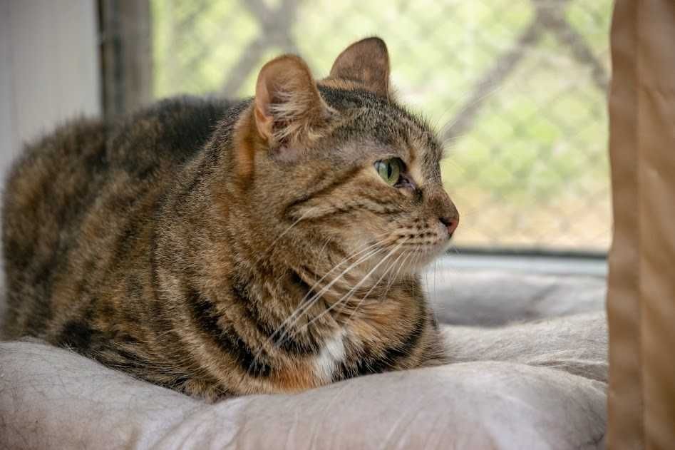 Сашка-пятий рік в притулку, це питання життя !