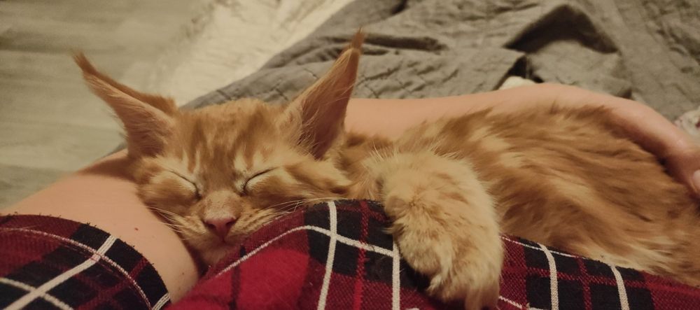 Рыжий красавчик Мейн Кун.