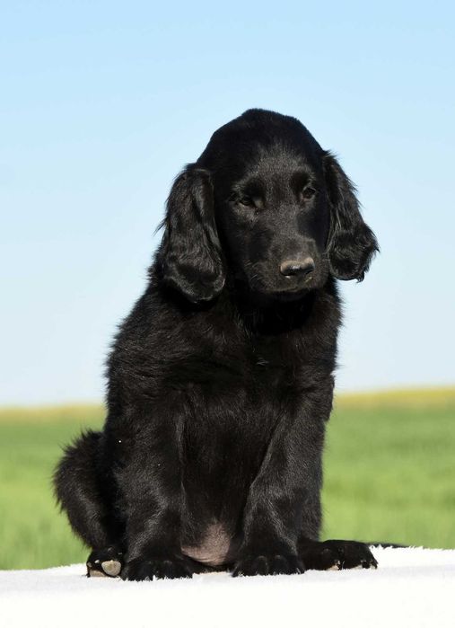 FLAT COATED RETRIEVER - czarna dziewczynka gotowa do odbioru :)