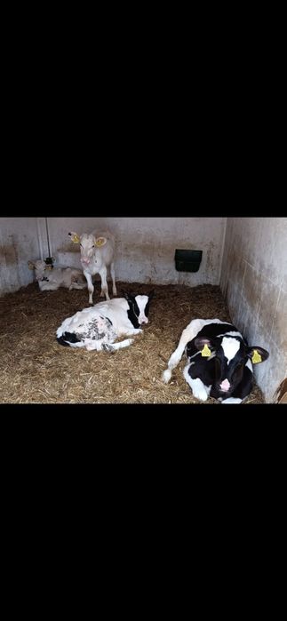 Byczki żarłaki 6 sztuk