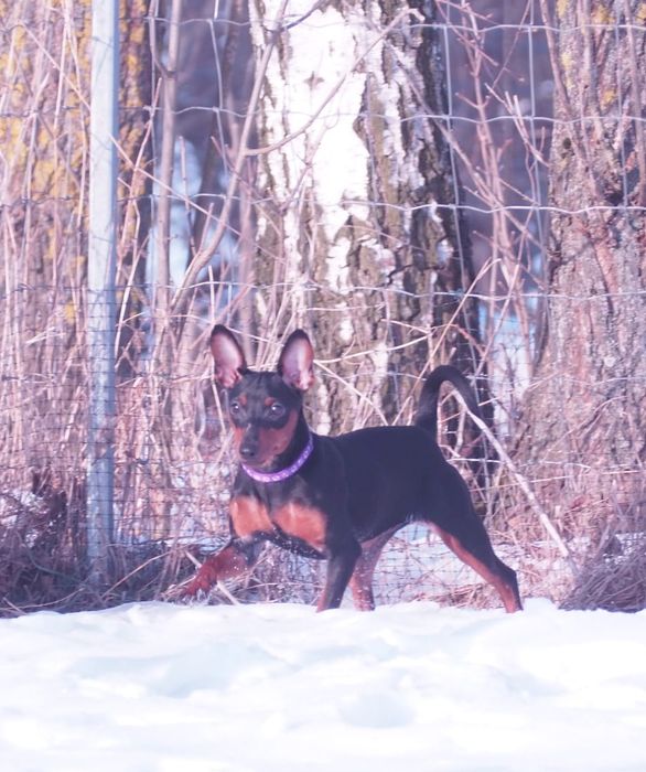 Sunia  Pinczer Miniaturowy FCI - wesoła _ odważna suczka