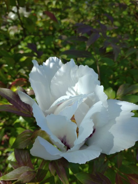 Півонія деревовидна